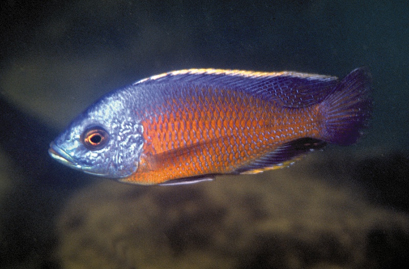 Copadichromis borleyi 'Crocodile Rocks'